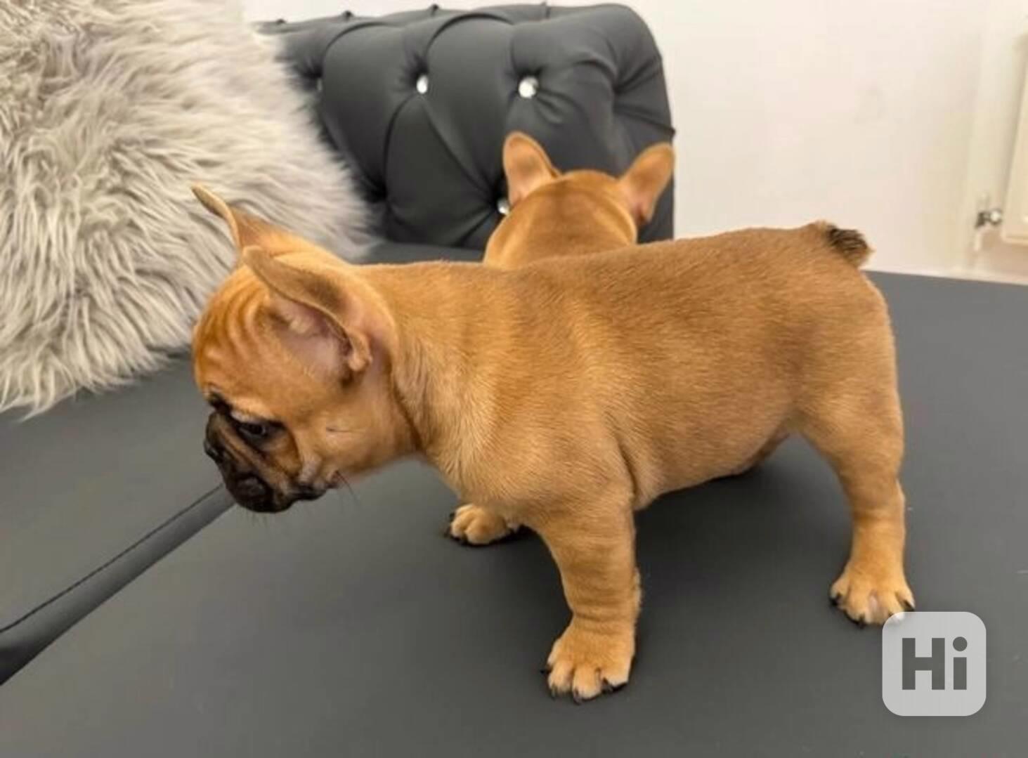 Štěňata francouzského buldočka k dispozici - foto 1