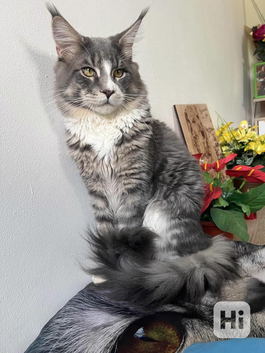 Mainský Mývalí kocour ke krytí - foto 1