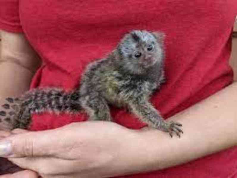 přátelské opice marmoset k adopci