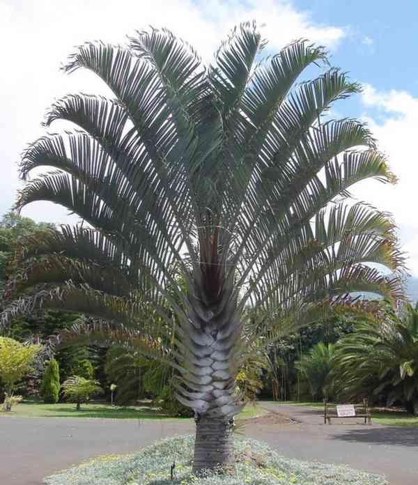 naklíčená semena palma Dypsis decaryi