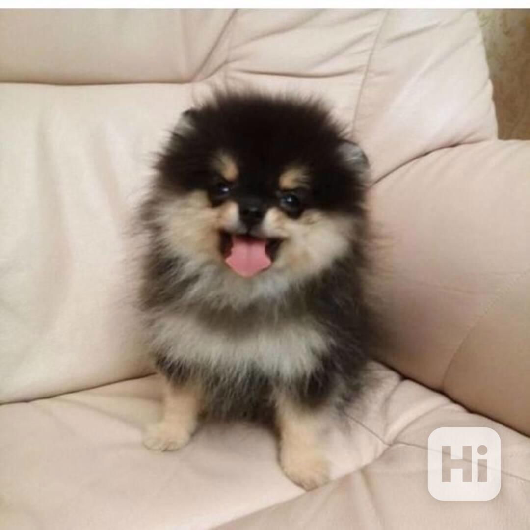 Úžasná štěňata pomeranského ovčáka - foto 1
