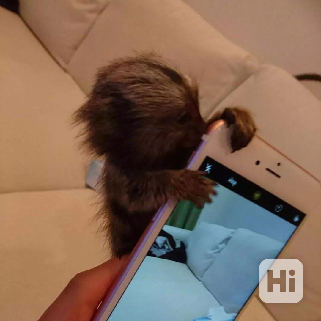 Mláďata kosmanů k adopci - foto 1