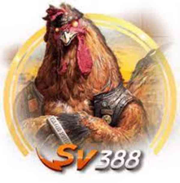 Winning303: Daftar Situs Sabung Ayam SV388 Online Terlengkap - foto 2