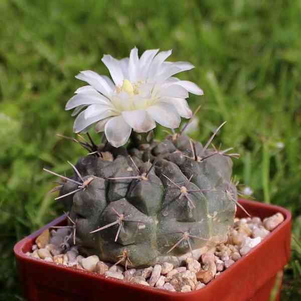 semena kaktusu Gymnocalycium chubutense - foto 1