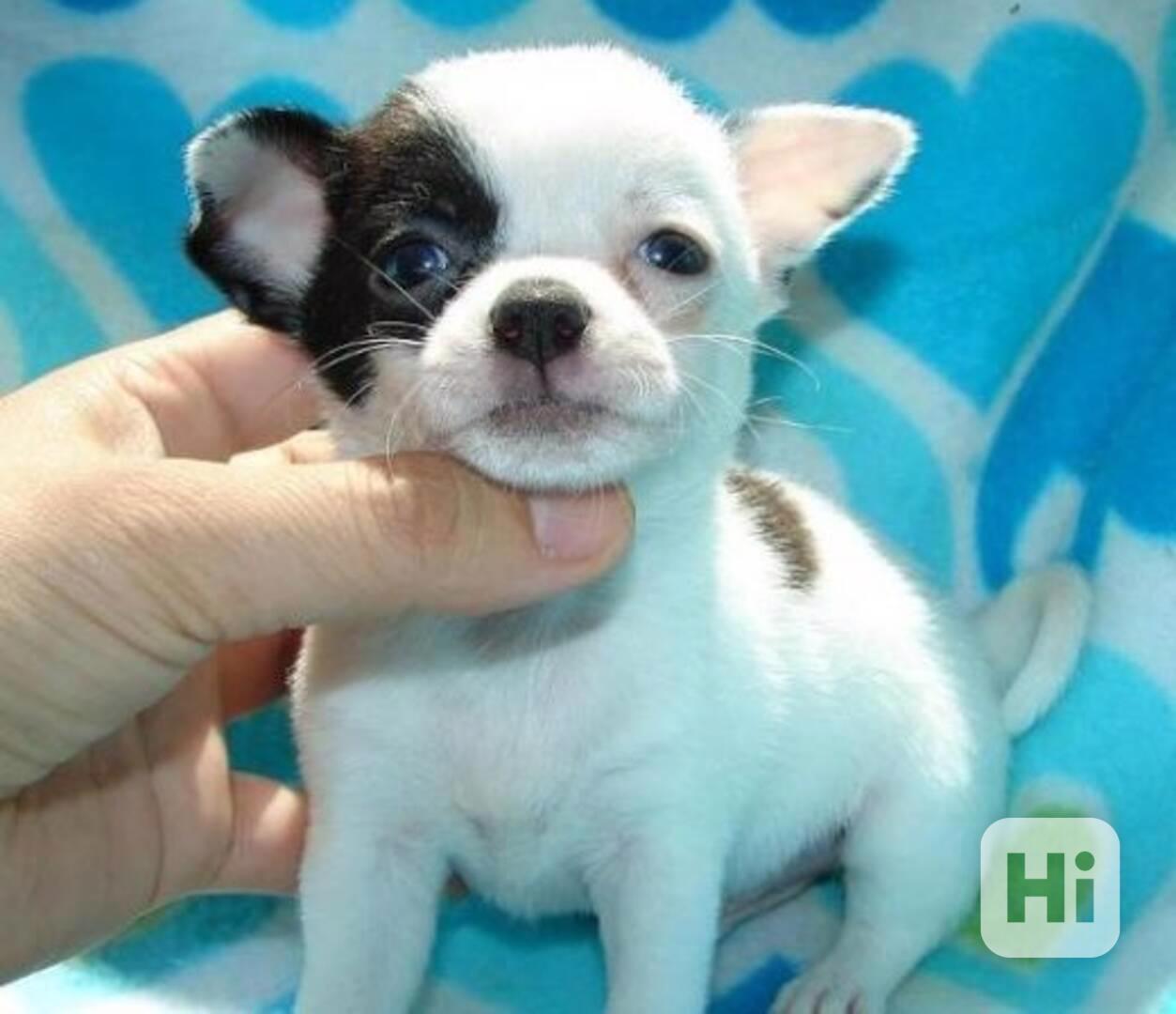 MINI štěňátka čivav s papíry - foto 1
