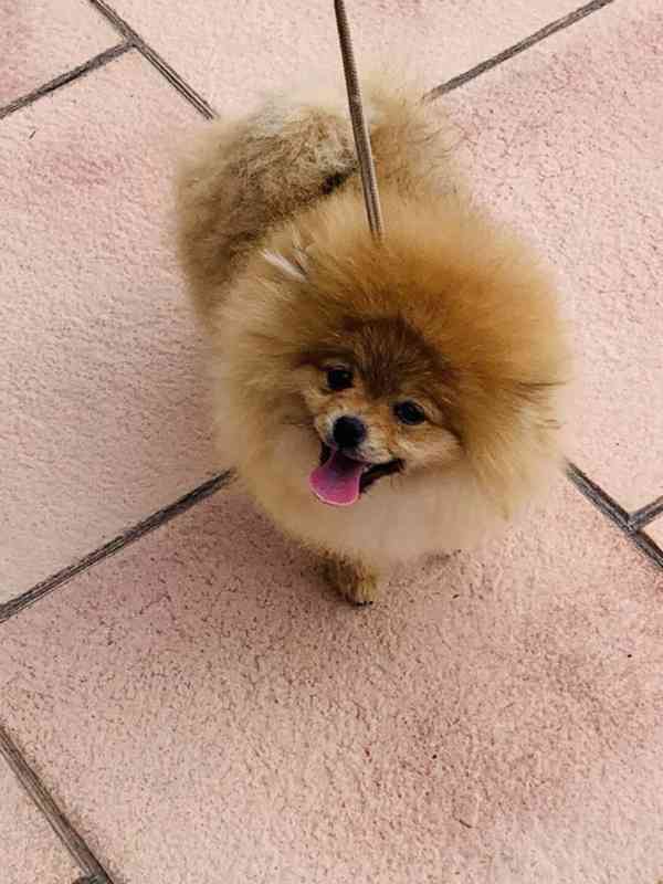 Pomeranian - foto 2
