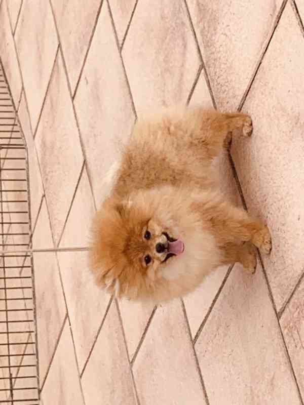 Pomeranian - foto 1