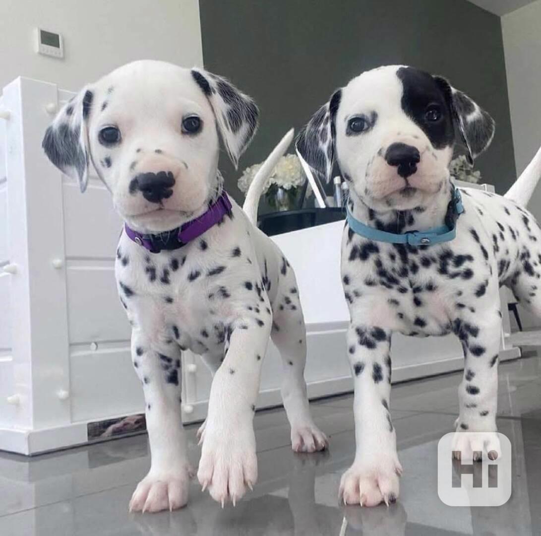 Krásná štěňata dalmatinů hledají dobrý domov.  - foto 1