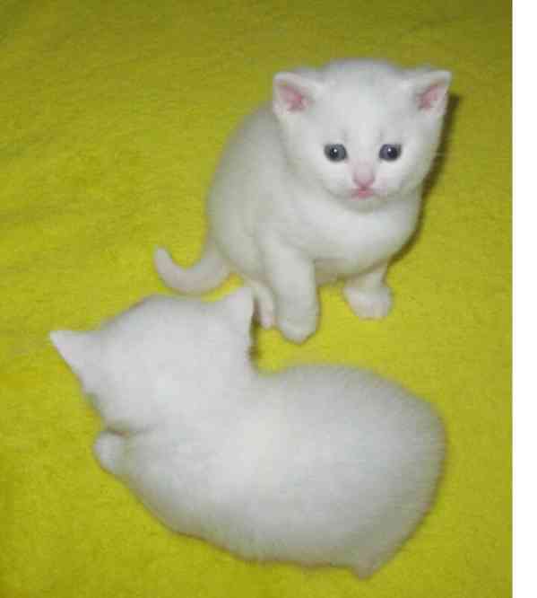 Perská koťata spp - foto 1