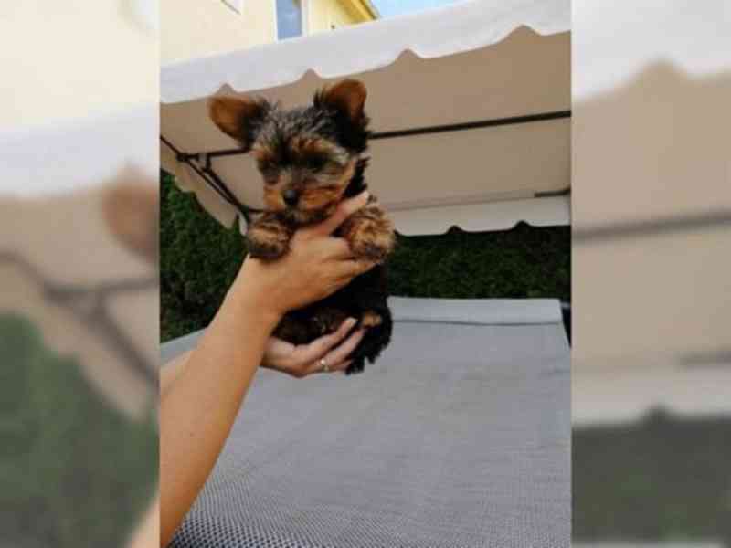 Yorkshire terrier bez PP