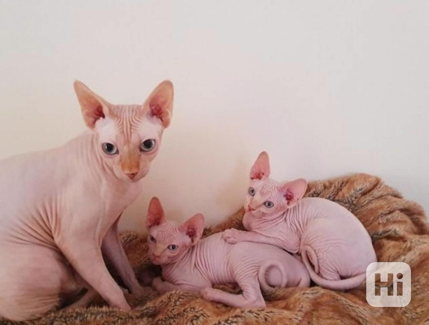 Koťata Sphynx - foto 1
