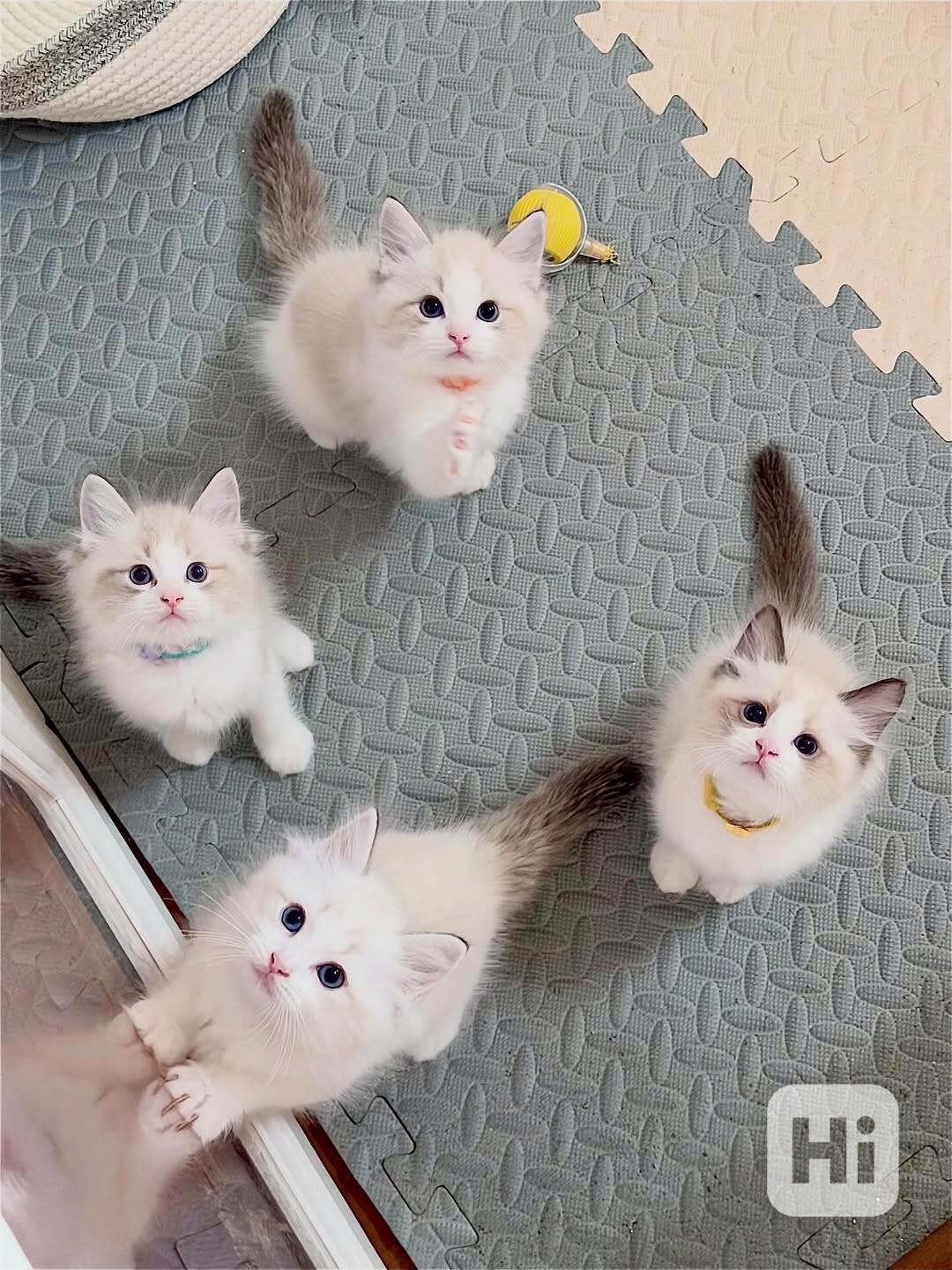 Veterinářem kontrolovaná koťátka připravená do nových domovů - foto 1