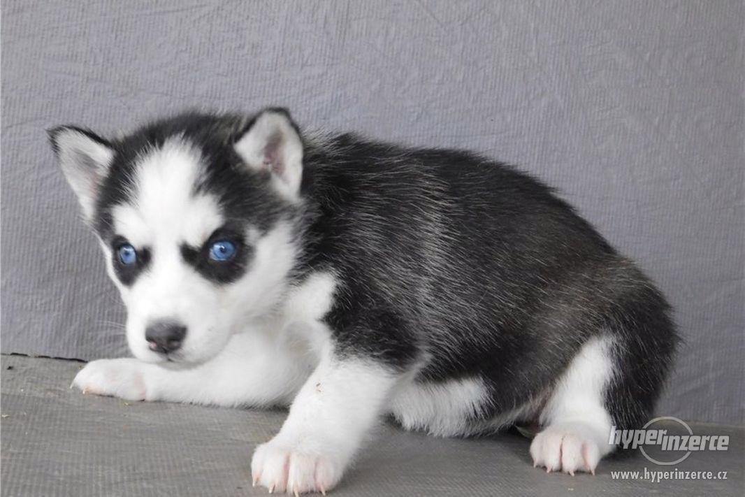 Sibirský husky s PP - foto 1