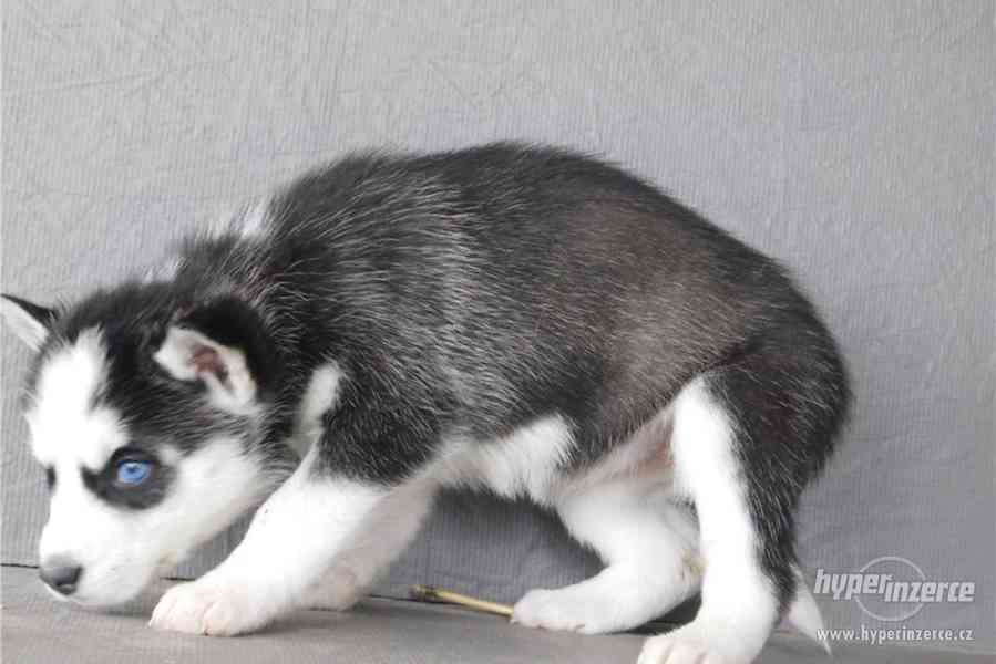 Sibirský husky s PP - foto 2