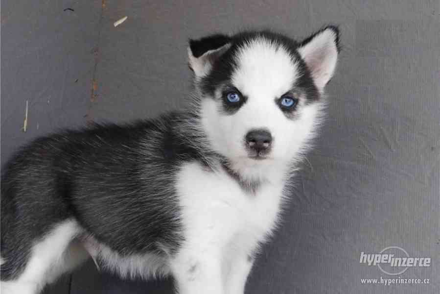 Sibirský husky s PP - foto 3