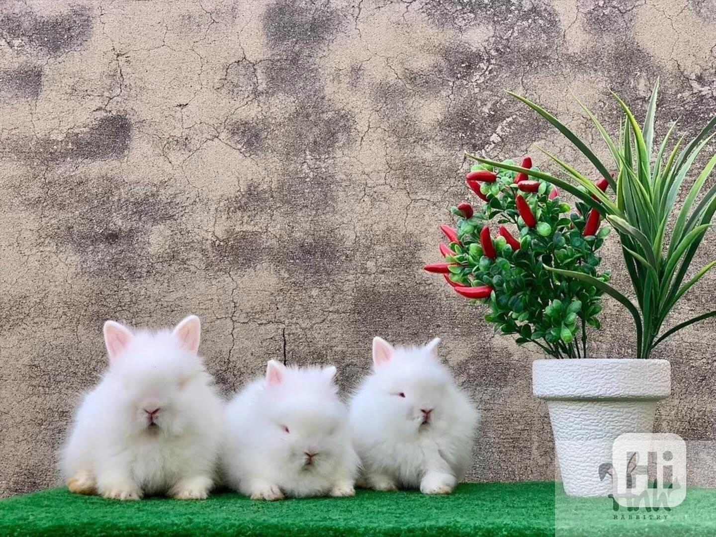 Malí chlupatí králíci - foto 1