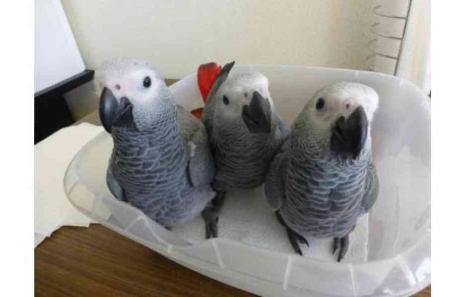 Pár mluvících papoušků šedých.