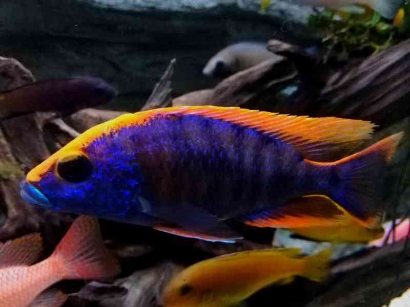 Tlamovci Malawi  - foto 1