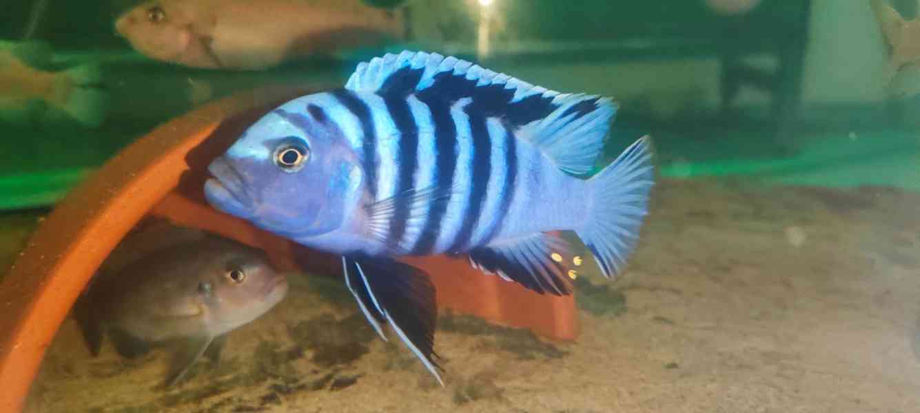 Tlamovci Malawi  - foto 26