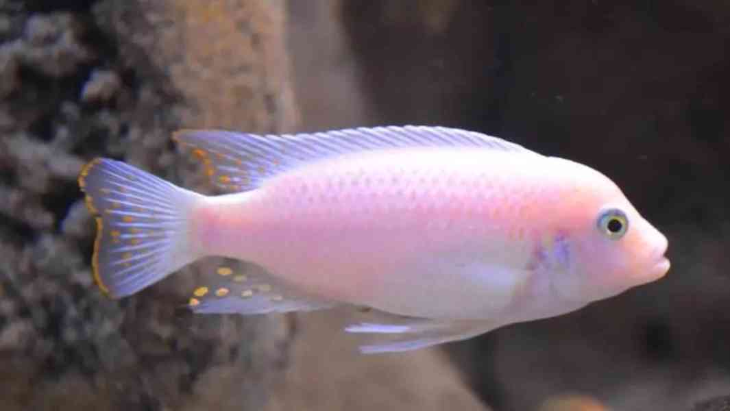 Tlamovci Malawi  - foto 46