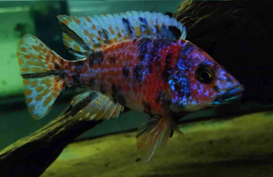 Tlamovci Malawi  - foto 30