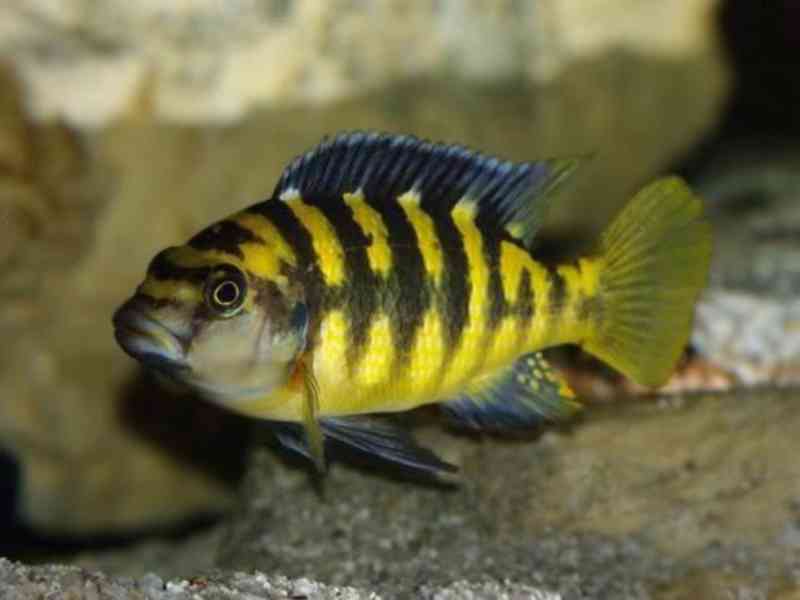 Tlamovci Malawi  - foto 7