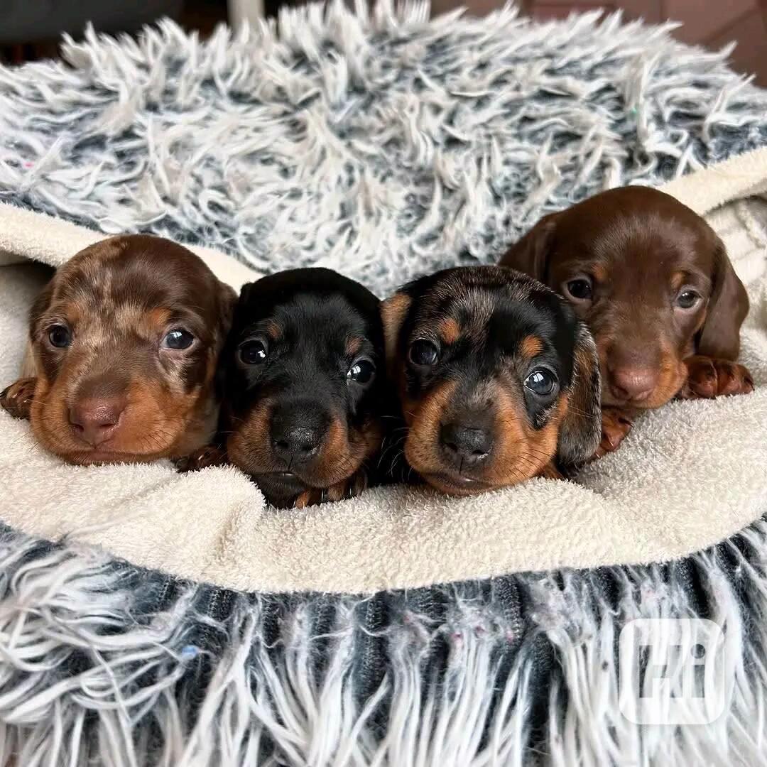 Štěňata jezevčíka samec a samice k adopci - foto 1