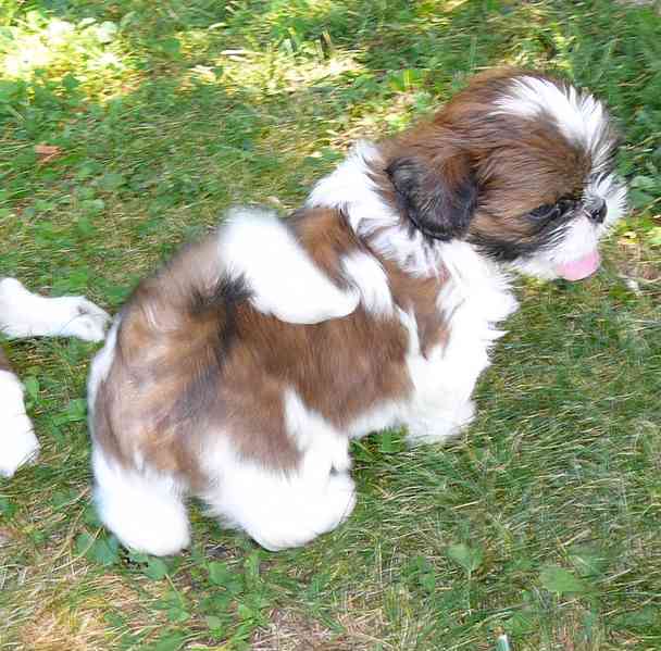 Shih-tzu štěňátka s PP prodám - foto 3