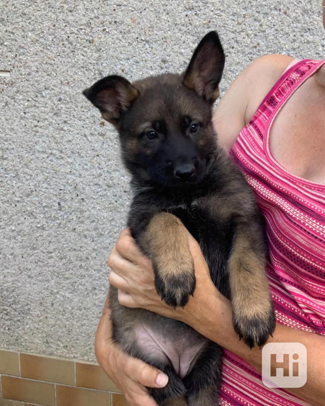 Německý ovčák - štěňata s PP - foto 1