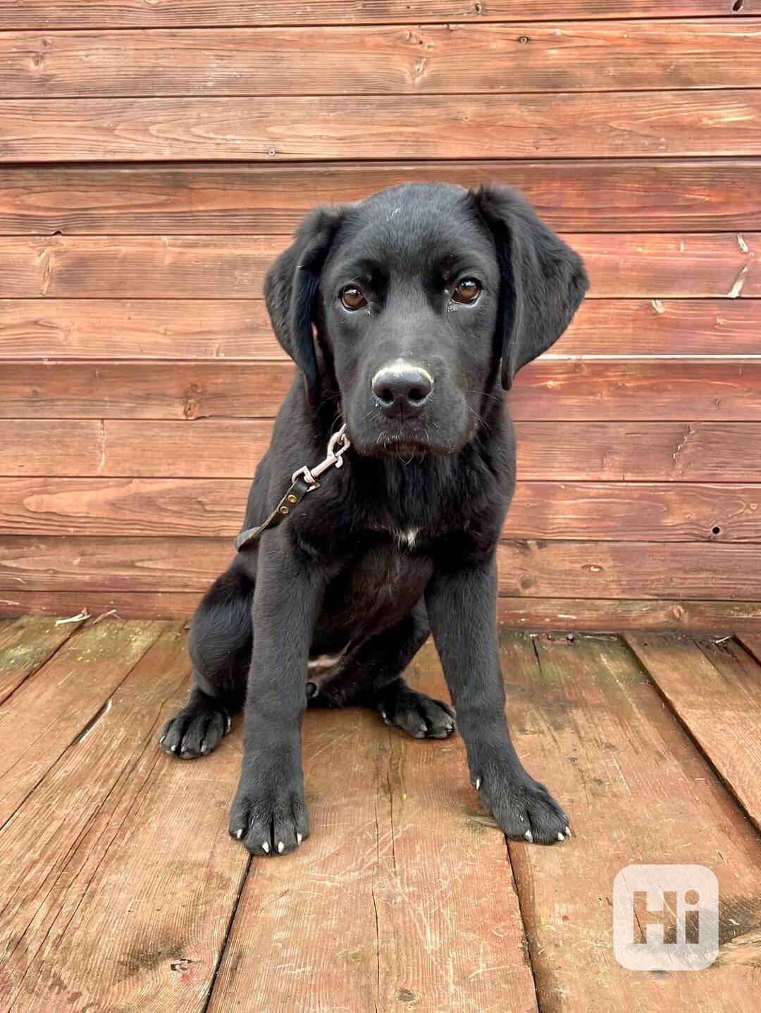 FREYA - štěně, fenečka 5 měsíců  - foto 1