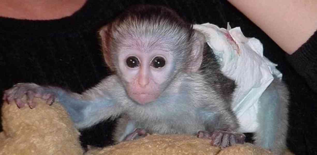 kapucínské opice k adopci - foto 1
