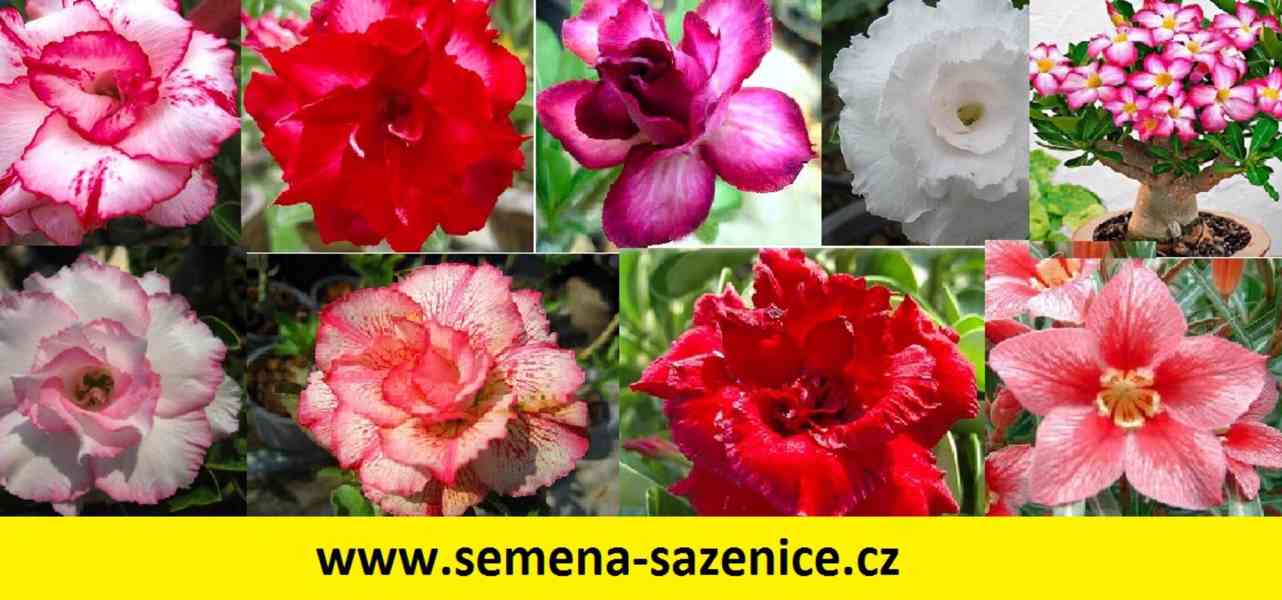 Semena Adenium Obesum pouštní růže - foto 1
