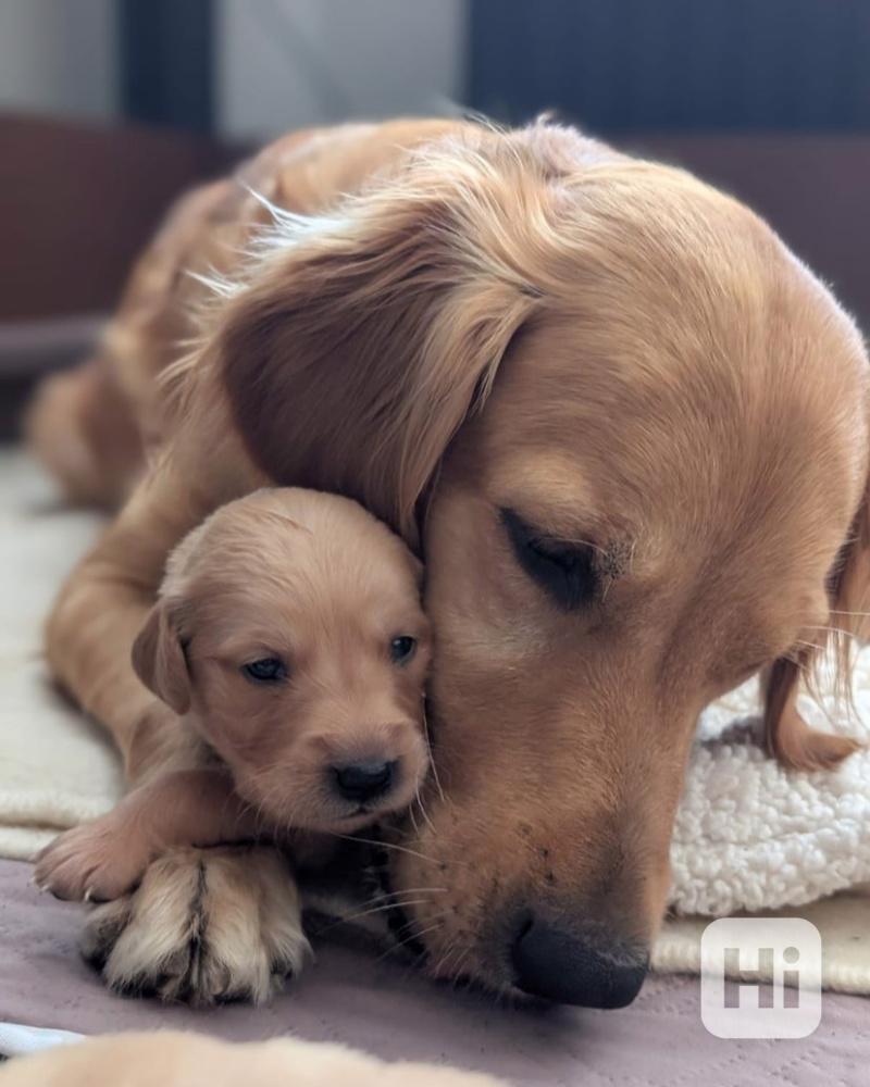 Štěňata zlatého retrívra - foto 1