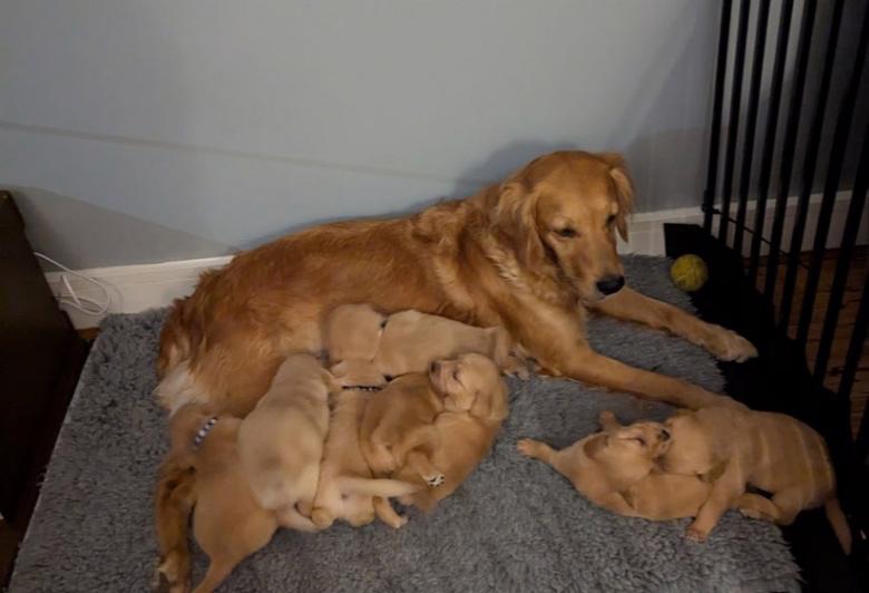 Štěňata zlatého retrívra - foto 3