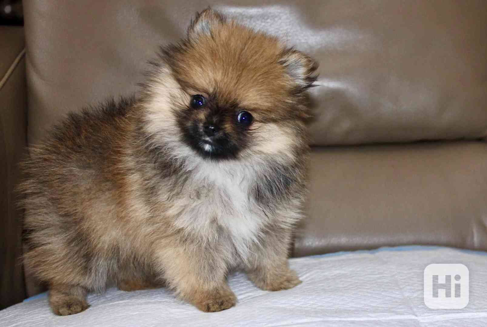 Pomeranian pejsek  - foto 1