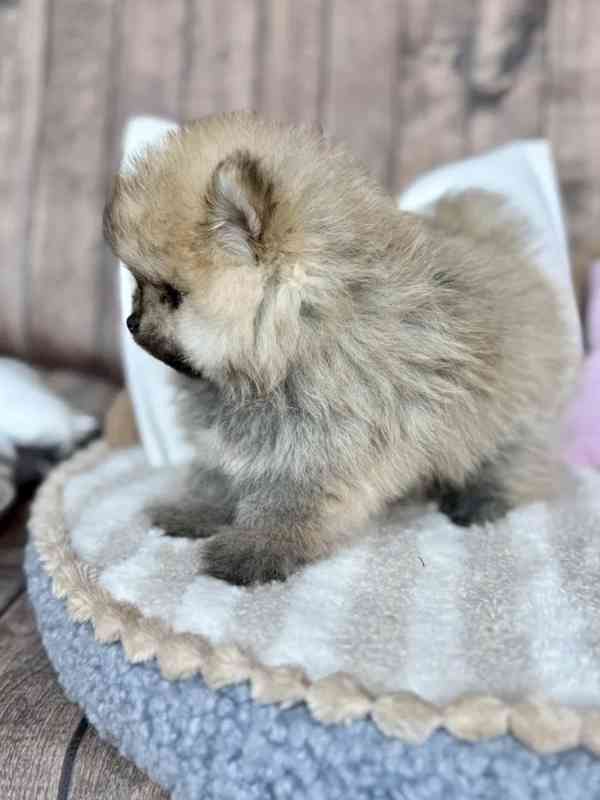 Pomeranian pejsek  - foto 1