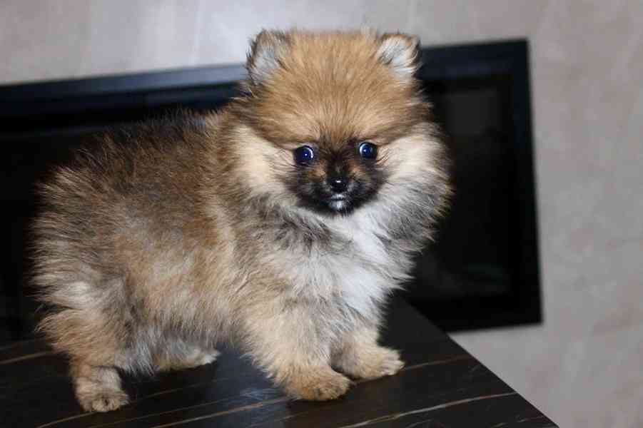 Pomeranian pejsek  - foto 2