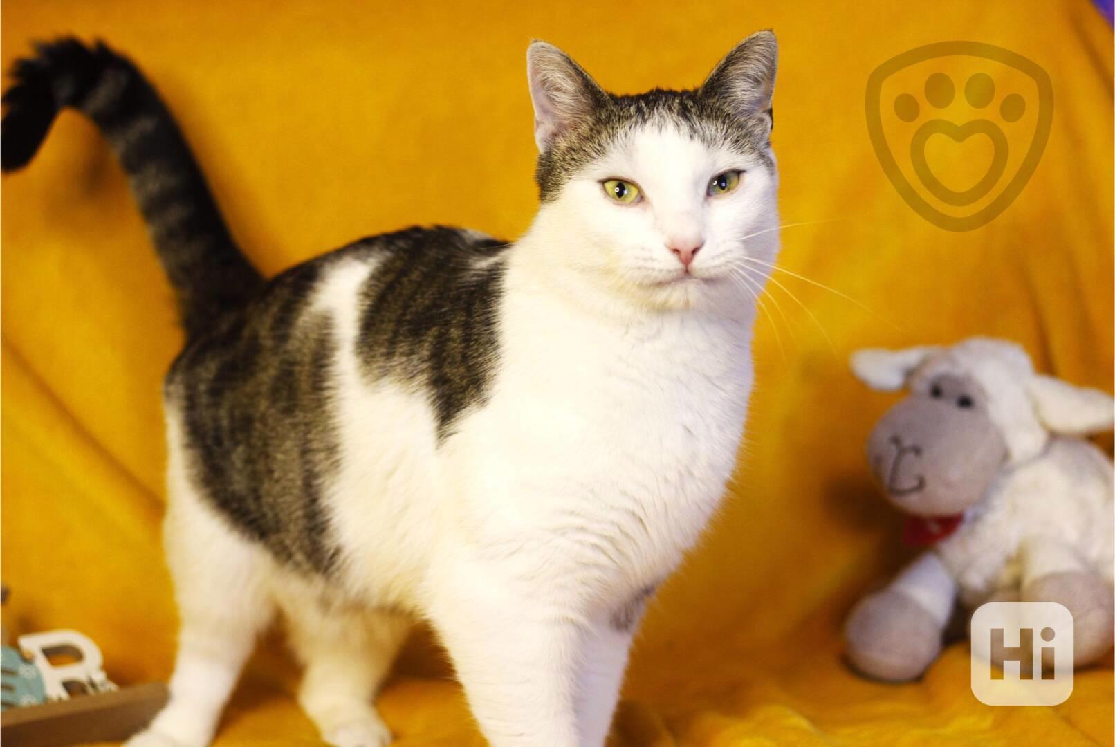 Shrek ❤ roztomilý kocourek ❤ - foto 1