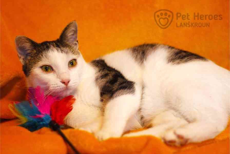 Shrek ❤ roztomilý kocourek ❤ - foto 7