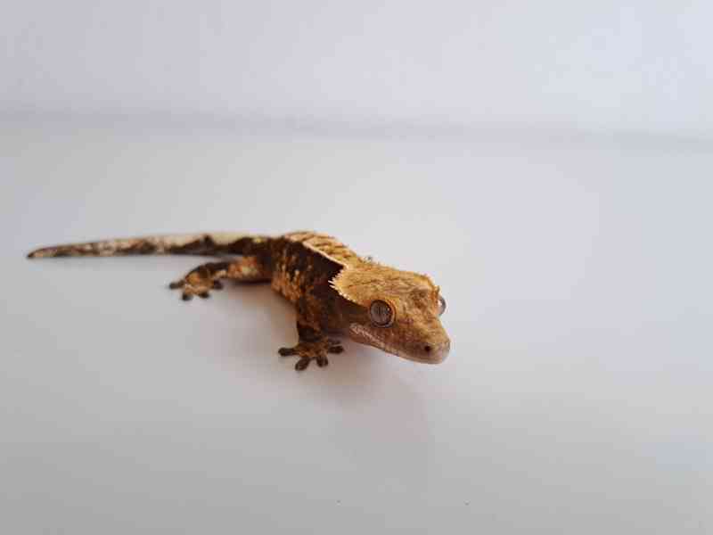 pagekon řasnatý - foto 3