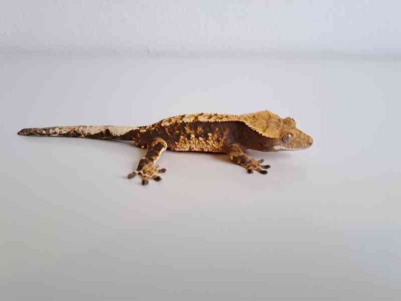 pagekon řasnatý - foto 2