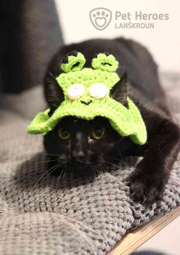 Bubli ❤ tulivá kočičí kráska ❤ - foto 2