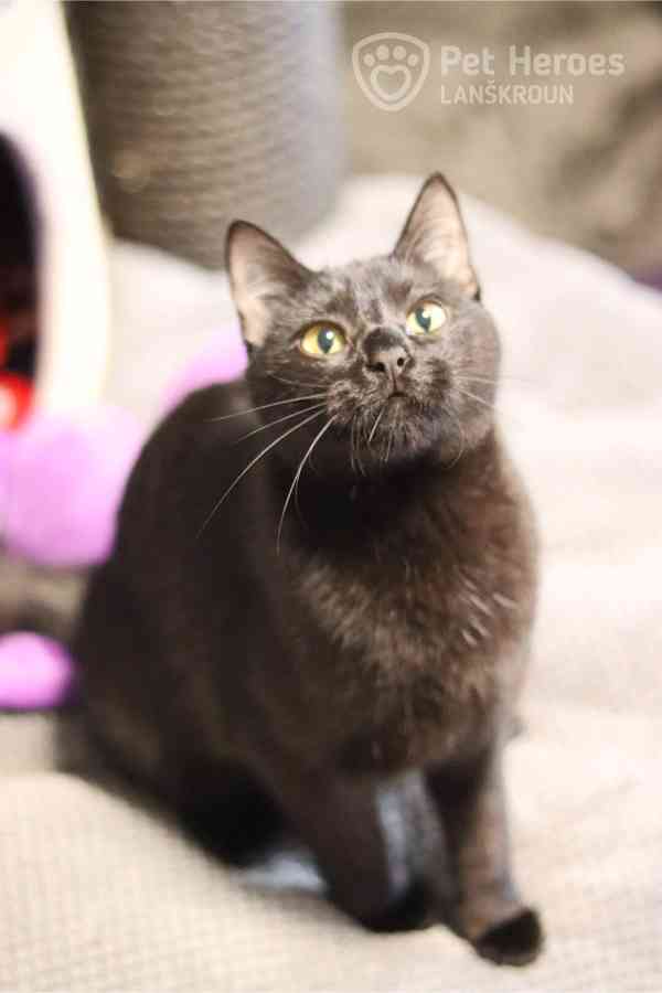 Bubli ❤ tulivá kočičí kráska ❤ - foto 3