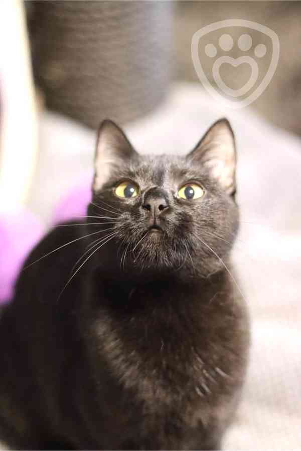 Bubli ❤ tulivá kočičí kráska ❤ - foto 4