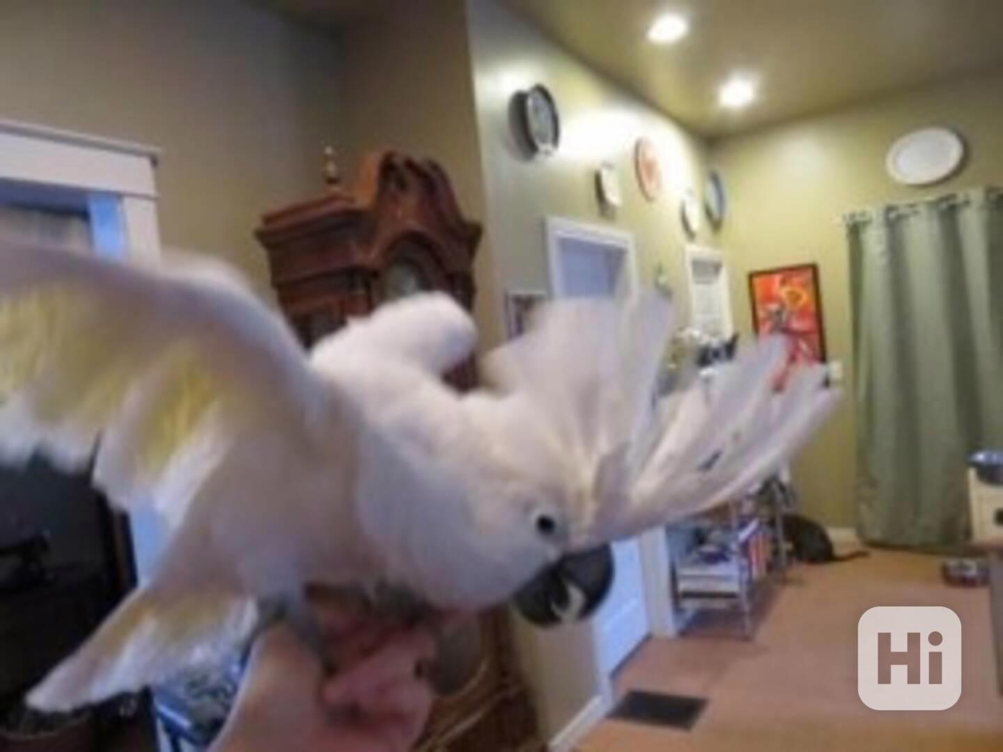 Krásný papoušek kakadu deštníkový - foto 1