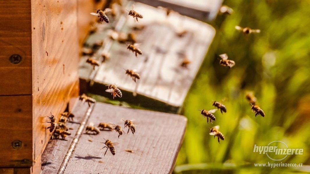 Vyzimovaná včelstva 2021 - foto 1
