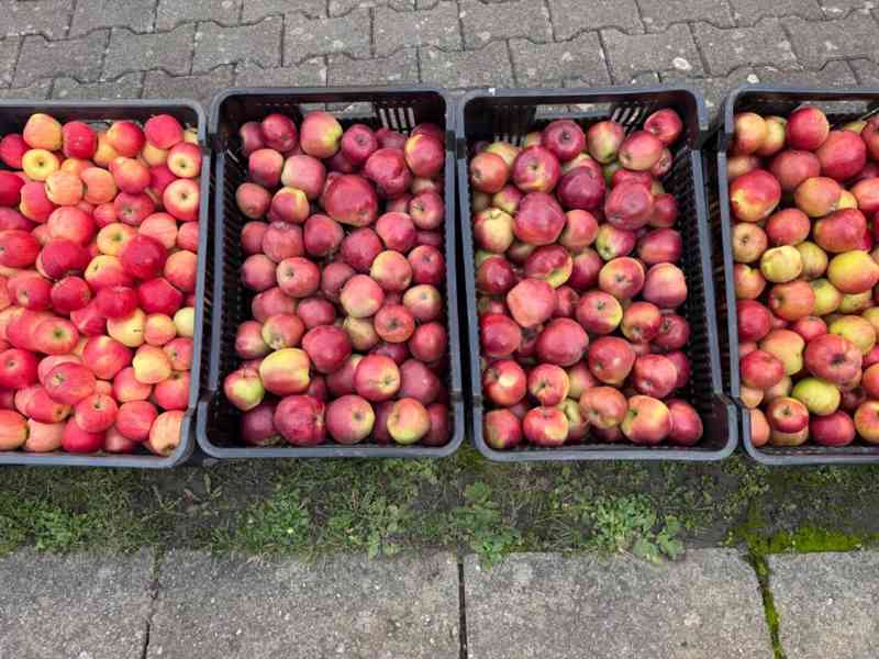 Česaná jablka - foto 4