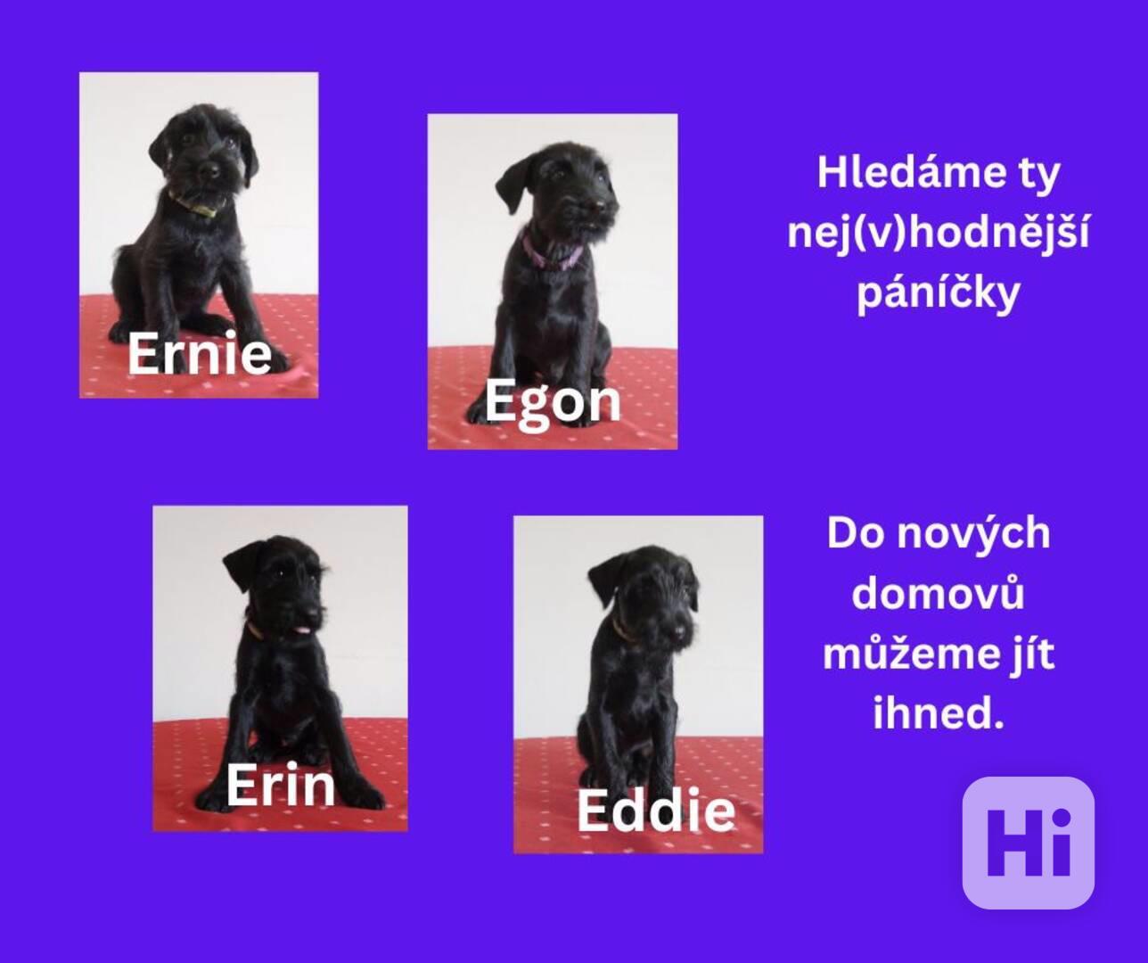 Knírač střední černý s PP - foto 1