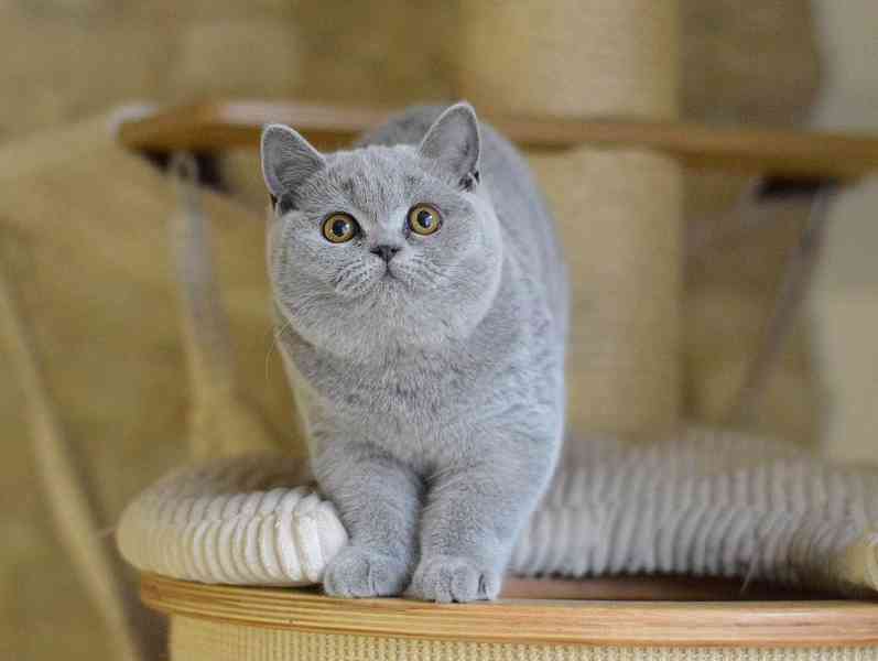 britské krátkosrsté kotě - foto 1