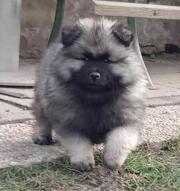 Německý špic vlčí / keeshond prodám štěňata s PP - foto 8